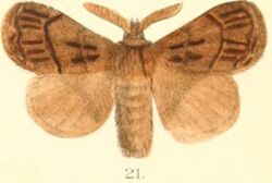 Pl.03-21-Baodera khasiana (Moore, 1879) (Trichiura).JPG