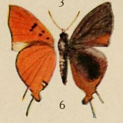 Pl.12-06-Aphnaeus chapini (Holland, 1920).JPG