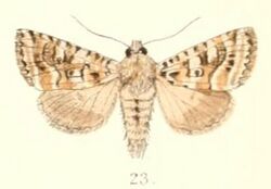 Pl.4-23-Phlogophora calamistrata (Moore, 1882).JPG