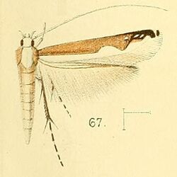 Pl.6-fig.67-Lamprolectica apicistrigata (Walsingham, 1891) (Gracilaria).jpg