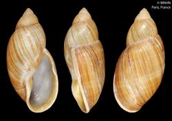 Placostylus francoisi (MNHN-IM-2000-28049).jpeg