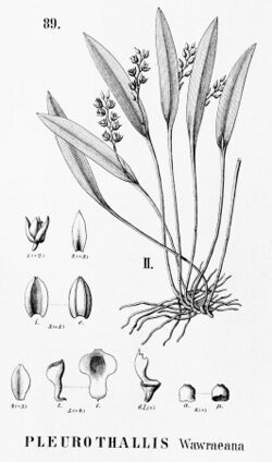 Pleurothallis wawraeana - cutout from Flora Brasiliensis 3-4-89 fig II.jpg