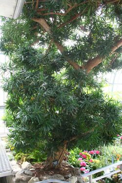 Podocarpus macrophyllus.jpg
