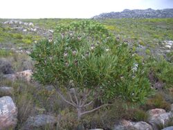 Protea lepidocarpodendron.jpg