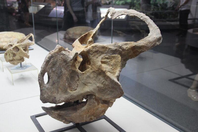 File:Protoceratops hellenikorhinus holotype skull.jpg