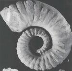 Pseudoaustraliceras columbiae - Paja Formation, Colombia.jpg