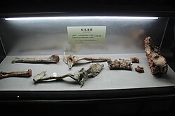 Ornithomimid in Henan Geological Museum.jpg