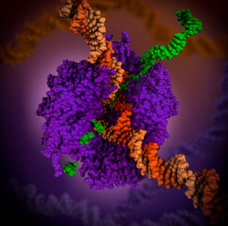 RNA Polymerase.png