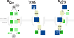 Rancycle nuclearimport nuclearexport.png