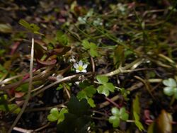 Ranunculus tripartitus flower.jpg