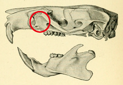 Skull, seen from the left, with a red circle around a bony plate before and above the upper first molar.