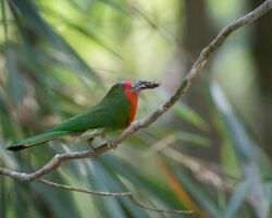 Red-bearded Bee-eater (Female).jpg