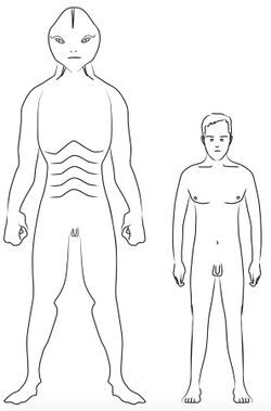 Reptilian Human Comparison.jpg