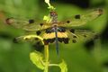 Rhyothemis variegata - Davidraju IMG 4761.jpg