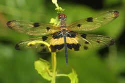 Rhyothemis variegata - Davidraju IMG 4761.jpg