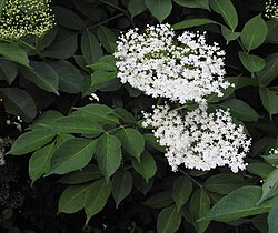 Sambucus nigra RF.jpg