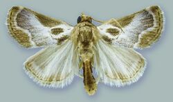 Schacontia speciosa male holotype - ZooKeys-291-027-g001-4.jpeg