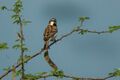 Shelley's Rufous Sparrow - 27-08-06 Murchison Falls - Uganda NP Uganda 06 5442 (28909858907).jpg