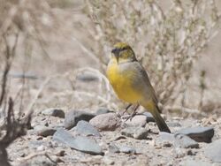 Sicalis lutea - Puna Yellow-Finch; San Antonio de los Cobres, Salta, Argentina (cropped).jpg
