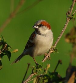 Sind Sparrow (Passer pyrrhonotus).jpg