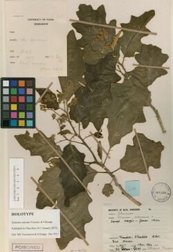 Solanum umtuma holotype.jpeg