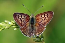 Sooty copper (Lycaena tityrus) male Pt.jpg