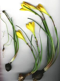 Starr 000828-9001 Zephyranthes citrina.jpg