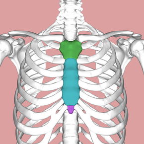 Sternum composition.png