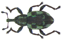 A green and black beetle