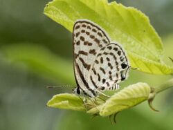 Tarucus Indica UN 9651.jpg