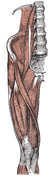File:Thigh muscles front.png