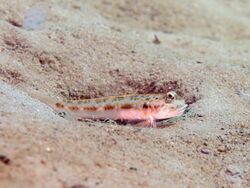 Threadfin mudgoby (Oxyurichthys notonema) (48852983176).jpg