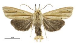 Tmetolophota sulcana male.jpg