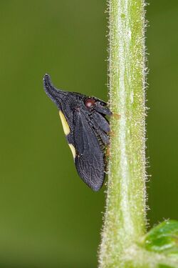 Two-marked Treehopper (Enchenopa binotata) - Guelph, Ontario.jpg