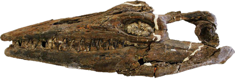 File:Tylosaurus saskatchewanensis holotype flipped RSM P2588.1.png