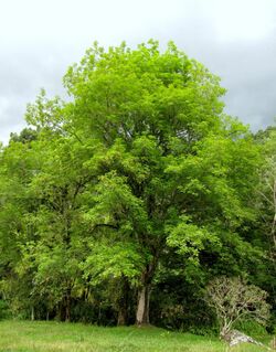 Urapán (Fraxinus uhdei) (14355614195).jpg