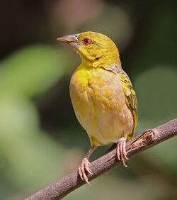 Village weaver (Ploceus cucullatus cucullatus) female.jpg