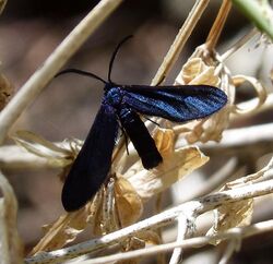 Western Grapeleaf Skeletonizer - Harrisina metallica (10330246176).jpg