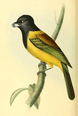 Zoological Illustrations Volume I Plate 37.jpg