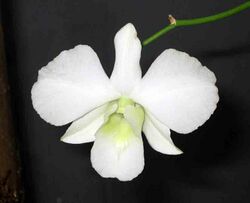 石斛蘭屬 Dendrobium bigibbum v superbum f alba -香港公園 Hong Kong Park- (9226996783).jpg