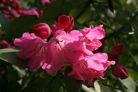 0 Rhododendron - Celles (Hainaut) 3.JPG