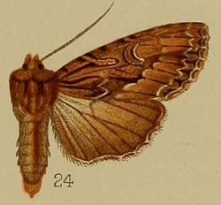 24-Anytus lencocyma=Blepharita leucocyma (Hampson 1907).JPG