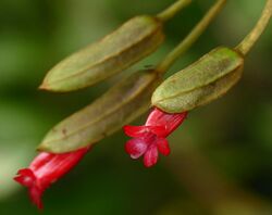 Acanthaceae (Mendoncia hoffmannseggiana) (28172366299).jpg