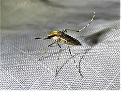 Aedes mitchellae.jpg