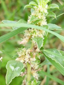 Amaranthus polygonoides.jpg