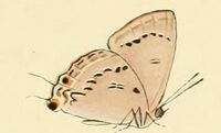 Ancema ctesia1.JPG