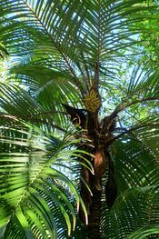 Astrocaryum mexicanum - Marie Selby Botanical Gardens - Sarasota, Florida - DSC01156.jpg