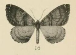 Aurevilius, 1910. Pl.2-16-(Triphosa) Mimoclystia corticearia (Aurivillius, 1910).JPG