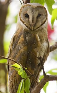 Barn Owl by N.A. Nazeer.jpg