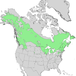 Betula papyrifera range map 1.png